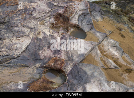 Holes in the rock covered with algae. Stock Photo