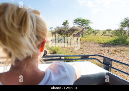 Woman on african wildlife safari observing giraffe grazing in the savannah from open roof safari jeep Stock Photo