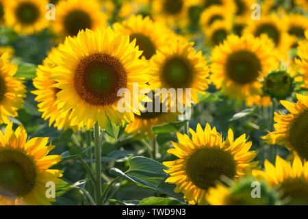 Single sunflower in focus on the background of blurred field Stock Photo