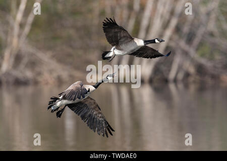 Territorial dispute, pair of Canada geese  (Branta canadensis), Spring, E USA, by Dominique Braud/Dembinsky Photo Assoc Stock Photo