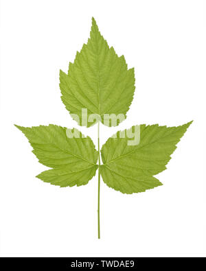 Green leaf of raspberries of plant species in the genus Rubus of the rose family, most of which are in the subgenus Idaeobatus isolated on white backg Stock Photo