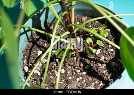 Close up of Pilea peperomioides - Chinese Money plant. Stock Photo