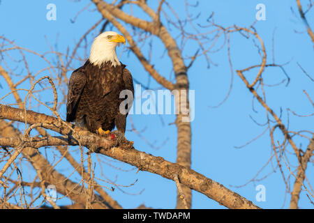 American Bald Eagle (Haliaeetus leucocephalus), adult with food, in Cottonwood tree,North America, by Dominique Braud/Dembinsky Photo Assoc Stock Photo