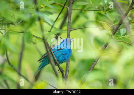 Male indigo bunting in the thick cover of a northern Wisconsin woodland. Stock Photo