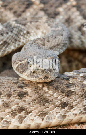 Western Dioamondback Rattlesnake  close-up (Crotalus atrox) Southern Arizona Stock Photo