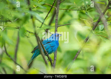 Male indigo bunting in the thick cover of a northern Wisconsin woodland. Stock Photo