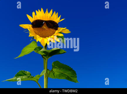 Funny isolated sunflower wearing sunglasses against deep blue sky Stock Photo