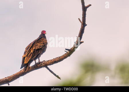 Turkey vulture perched on pine tree branch in Panama City, Florida Stock Photo