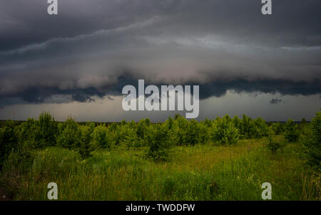 stormy sky, low thunder clouds hung over the young forest. Stock Photo