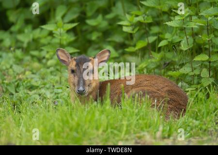 Reeves's muntjac (Muntiacus reevesi), adult female sitting in a woodland clearing, Norfolk, England, United Kingdom Stock Photo