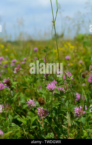 Red clover growoing in the open prairie on a Spring morning.  Midewin National Tallgrass Prairie, Wilmington, Illinois Stock Photo