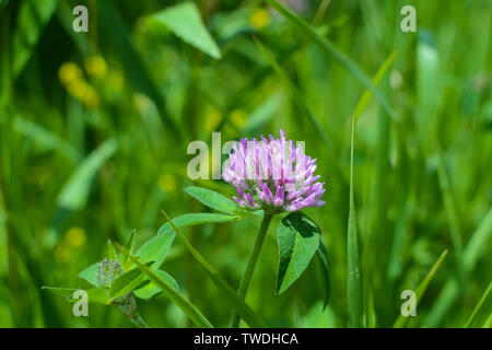 Red clover growoing in the open prairie on a Spring morning.  Midewin National Tallgrass Prairie, Wilmington, Illinois Stock Photo