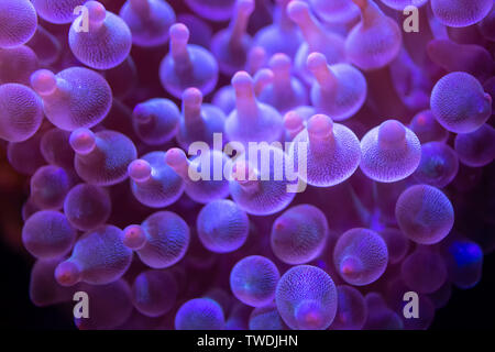 Beautiful sea flower in underwater world with corals  and fish. Stock Photo