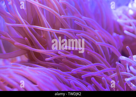 Beautiful sea flower in underwater world with corals  and fish. Stock Photo