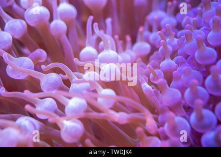 Beautiful sea flower in underwater world with corals  and fish. Stock Photo