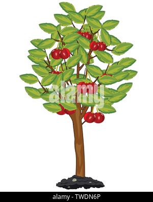 Vector illustration of the cartoon tree cherry with ripe fruit Stock Vector