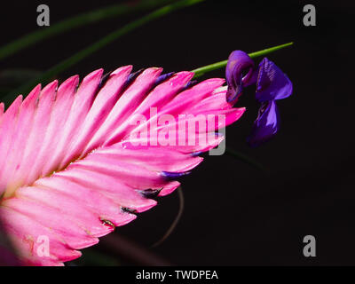 Flowers, hot Pink Quill plant, Beautiful bright Bromeliad bloom, Tillandsia cyanea, purple flower on end, dark black background, Australian  garden Stock Photo