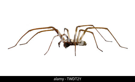 Giant house spider (Eratigena atrica) side view of arachnid with long hairy legs isolated on white background