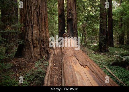 Large fallen Redwood Tree in Muir Woods National Park, California. Muir Woods is known for the towering Redwoods just north of San Francisco. Stock Photo