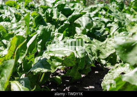 green beet tops on the agricultural field, sugar beets on the field. close-up. Stock Photo
