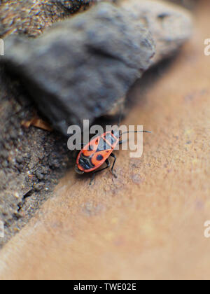 Pyrrhocoris apterus firebug crawling on soil with red and black body ...