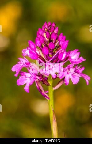 Pyramidal Orchid, German wild orchid Stock Photo - Alamy