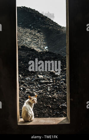 Domestic Cats at Khulna,Bangladesh. Stock Photo