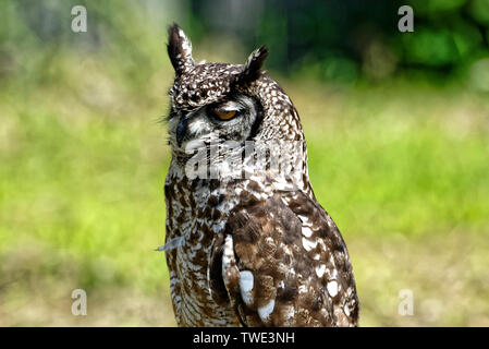 European Eagle owl in Harz Stock Photo
