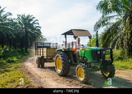 Oil Palm plantation, near Tawau, Sabah, Borneo, East Malaysia. Stock Photo