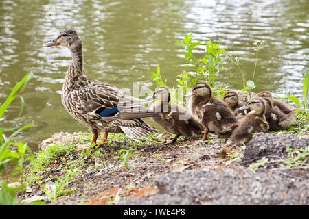 Mother female mallard with her chicks in New Orleans Stock Photo