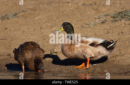 Northern Mallard duck, Anas platyrhynchos, swimming in a lagoon near Narromine in Central West New South Wales, Australia. Male on right, female on le Stock Photo