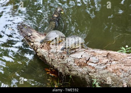 Basking painted turtles on a log in New Orleans Stock Photo