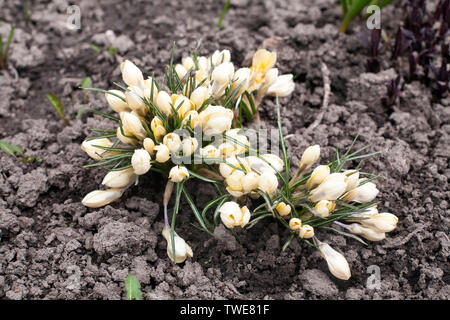 light yellow snowdrop spring flowers closeup view on dark ground background Stock Photo