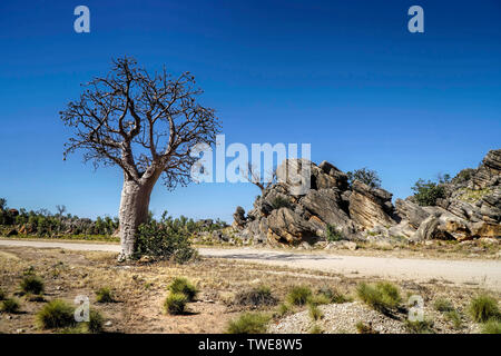 Boab Tree with spinifex grass in foreground and large rocks Stock Photo