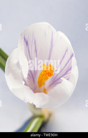 white snowdrop spring flower with yellow pestle closeup top view on light  blue background Stock Photo