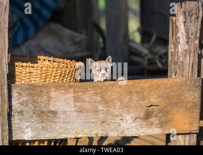 Puppy standing hold on wood fence Stock Photo