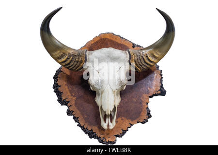 Skull with horns buffalo on wood timber, isolated on white background Stock Photo