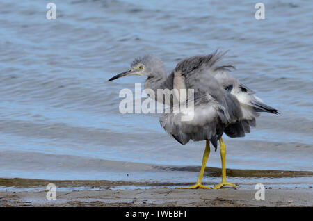 White faced heron on the shores at Lakes Tyers beach, East Gippsland, Victoria, Australia, busily fishing in the shallows Stock Photo