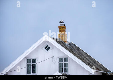 Seagull birds standing on chimney brick rooftop at white house Stock Photo