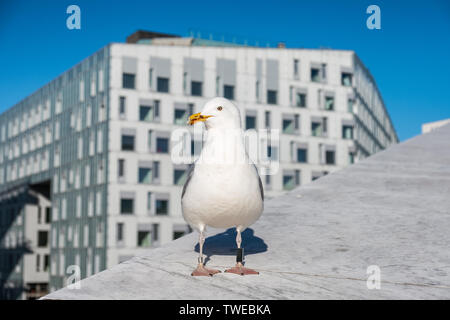 Seagull a dirty beak with tag in leg standing on building in the city Stock Photo