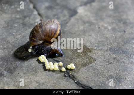 White achatina snail with dark shell crawling near white alarm clock on ...