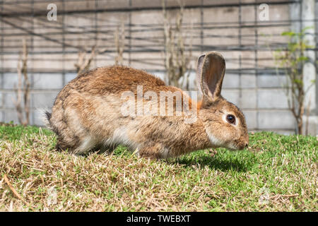 Brown Rabbit standing on lawn in stall Stock Photo