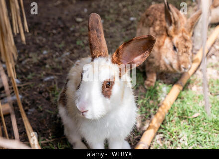Brown white Rabbit standing on lawn in stall Stock Photo