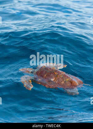 Removing longline fish hook from loggerhead sea turtle (Caretta