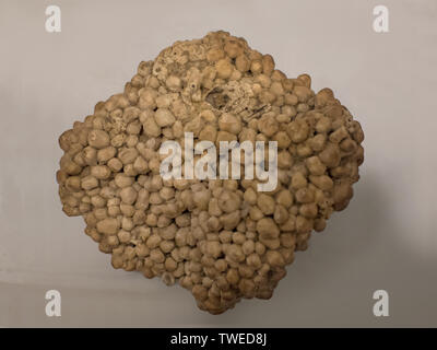 Pea stone gravel is sought after for its light color, usually light brown to white, and its rounded edges. Stock Photo