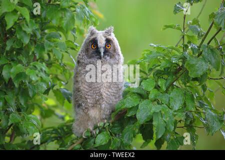 Young Long-eared owl (Asio otus) sitting in green bush, National Park Lake Neusiedl, Burgenland, Austria Stock Photo