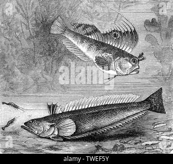 Butterfly blenny and Greater weever, (Blennius ocellaris, Trachinus draco), 1881, historical woodcut illustration, Germany Stock Photo