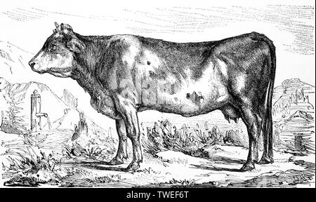 Cattle breed, a Bernese cow, 1881, historical woodcut illustration, Switzerland Stock Photo