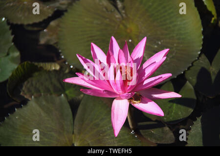 Water lily in a pond Stock Photo