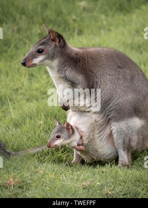 An adult wallaby with a small joey peeking out of her pouch Stock Photo